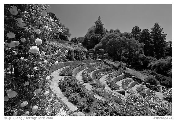 Municipal Rose Garden. Berkeley, California, USA (black and white)