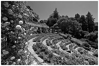 Municipal Rose Garden. Berkeley, California, USA (black and white)