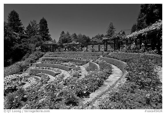 Terraced Amphitheater, Rose Garden. Berkeley, California, USA (black and white)
