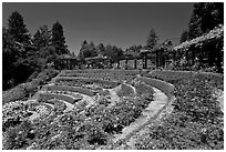 Terraced Amphitheater, Rose Garden. Berkeley, California, USA (black and white)