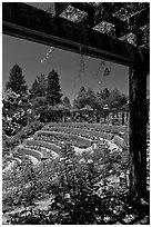 Berkeley Municipal Rose Garden. Berkeley, California, USA (black and white)