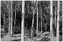 Eucalyptus grove, Tilden Regional Park. Berkeley, California, USA (black and white)