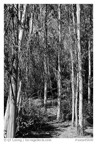 Eucalyptus trees, Berkeley Hills, Tilden Regional Park. Berkeley, California, USA (black and white)