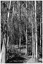Eucalyptus trees, Berkeley Hills, Tilden Regional Park. Berkeley, California, USA (black and white)