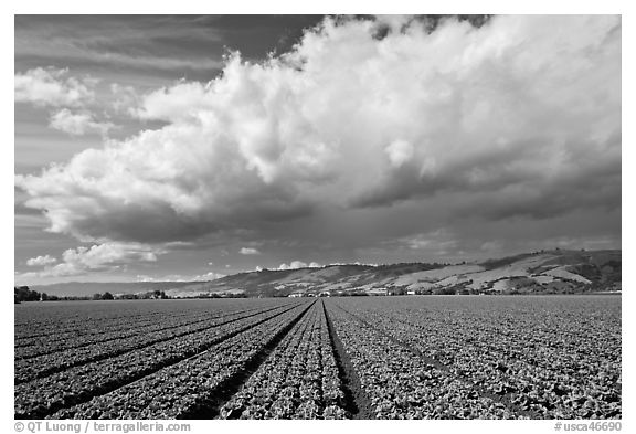 Field of vegetable and cloud. Watsonville, California, USA (black and white)
