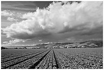 Field of vegetable and cloud. Watsonville, California, USA ( black and white)