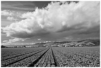 Field of vegetable and cloud. Watsonville, California, USA (black and white)