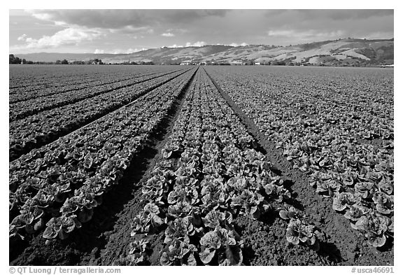 Long rows of lettuce. Watsonville, California, USA (black and white)