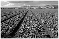 Long rows of lettuce. Watsonville, California, USA (black and white)