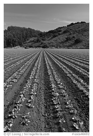 Vegetable farming. Watsonville, California, USA (black and white)