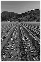 Vegetable farming. Watsonville, California, USA (black and white)