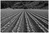 Vegetable crops. Watsonville, California, USA (black and white)
