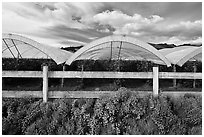 Protected raspberry crops. Watsonville, California, USA ( black and white)
