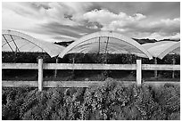 Protected raspberry crops. Watsonville, California, USA (black and white)
