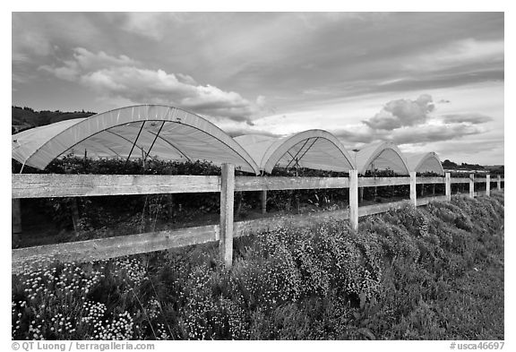Raspberry cultivation. Watsonville, California, USA (black and white)