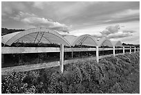 Raspberry cultivation. Watsonville, California, USA (black and white)