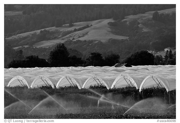 Canopies for raspberry growing. Watsonville, California, USA (black and white)