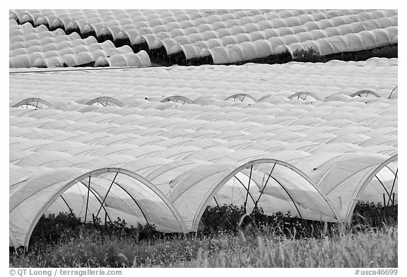 Canopies for farming raspberries. Watsonville, California, USA (black and white)