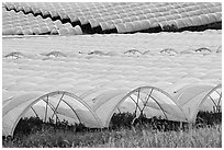 Canopies for farming raspberries. Watsonville, California, USA ( black and white)