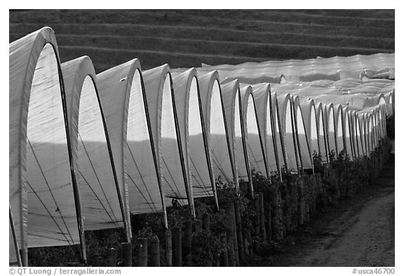 Raspberry canopies. Watsonville, California, USA