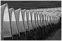 Raspberry canopies. Watsonville, California, USA (black and white)