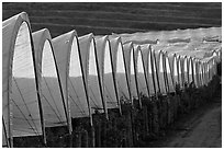 Raspberry canopies. Watsonville, California, USA ( black and white)