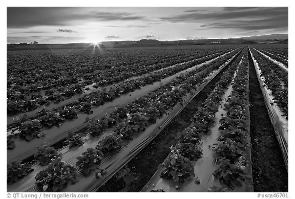 Raws of strawberries and sunset. Watsonville, California, USA