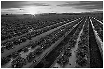 Raws of strawberries and sunset. Watsonville, California, USA (black and white)