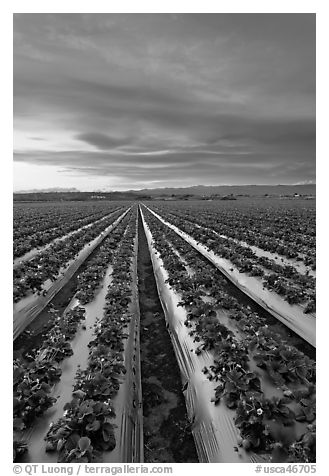 Strawberry plasticulture, sunset. Watsonville, California, USA