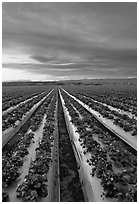 Strawberry plasticulture, sunset. Watsonville, California, USA (black and white)