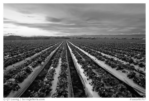 Strawberry field. Watsonville, California, USA (black and white)