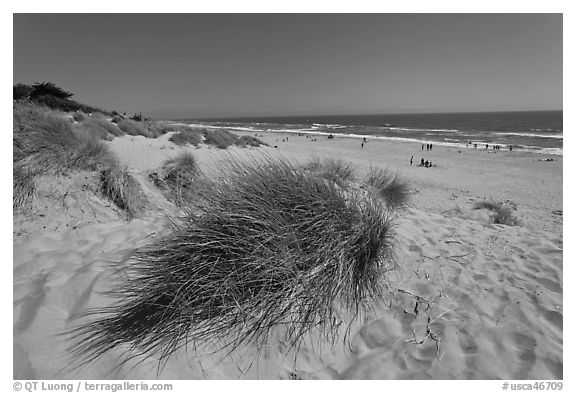 Palm Beach state park. Watsonville, California, USA (black and white)