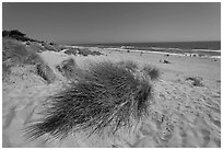 Palm Beach state park. Watsonville, California, USA (black and white)