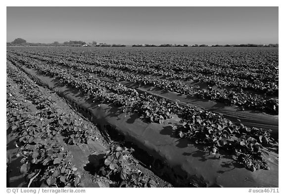 Cultivation of strawberries using plasticulture. Watsonville, California, USA (black and white)