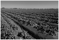 Cultivation of strawberries using plasticulture. Watsonville, California, USA ( black and white)