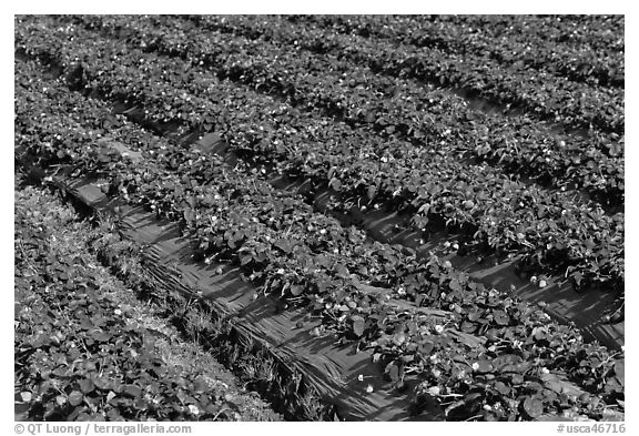 Rows of strawberries close-up. Watsonville, California, USA (black and white)