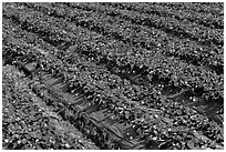 Rows of strawberries close-up. Watsonville, California, USA (black and white)