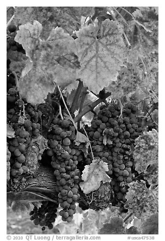Red wine grapes on vine in fall. Napa Valley, California, USA (black and white)