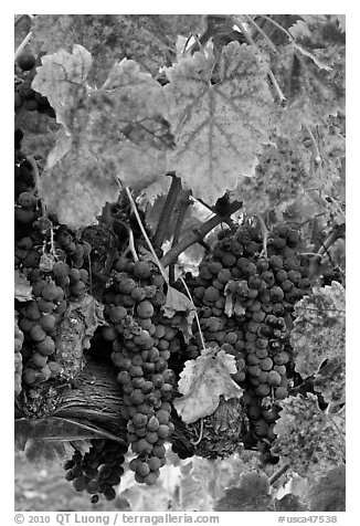 Red wine grapes on vine in fall. Napa Valley, California, USA (black and white)