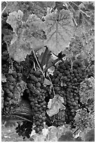Red wine grapes on vine in fall. Napa Valley, California, USA ( black and white)