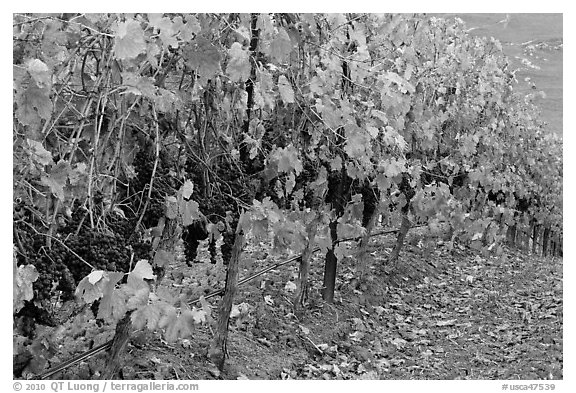 Row of wine grapes in autumn. Napa Valley, California, USA (black and white)