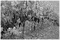 Row of wine grapes in autumn. Napa Valley, California, USA (black and white)