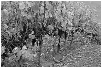 Row of wine grapes in autumn. Napa Valley, California, USA ( black and white)