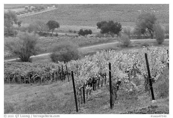 Vineyard landscape in autumn. Napa Valley, California, USA (black and white)