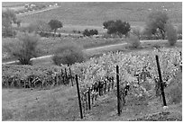 Vineyard landscape in autumn. Napa Valley, California, USA ( black and white)