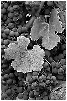 Close-up of grapes and red leaves in autumn. Napa Valley, California, USA ( black and white)