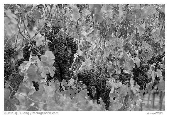 Grape and red grape leaves on vine in fall vineyard. Napa Valley, California, USA (black and white)