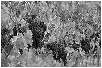 Grape and red grape leaves on vine in fall vineyard. Napa Valley, California, USA (black and white)