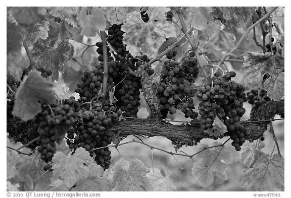 Grapes and red leaves on vine in fall. Napa Valley, California, USA