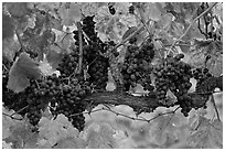 Grapes and red leaves on vine in fall. Napa Valley, California, USA ( black and white)
